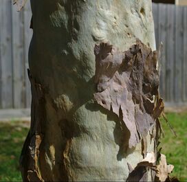 Trees That Shed Bark During Summer